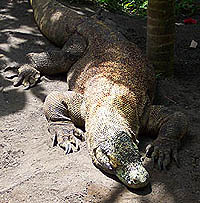 Komodo at Rimba Reptile Park