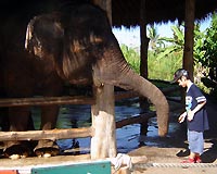 Bali Safari and Marine Park, тут слонов можно кормить!