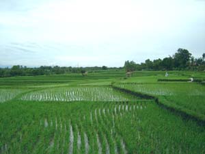 Paddy rice terrace on the way to Tanah Lot temple
